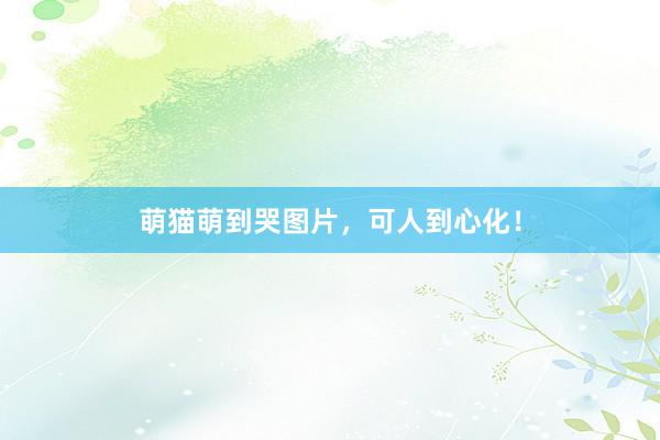 萌猫萌到哭图片，可人到心化！